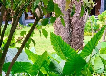 Quinta Tonantzin Hotel Boutique hotel thumbnail 5