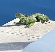 Tarpon Harbor Vacation Rentals hotel detail image 3