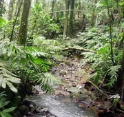 Serenity Rainforest Retreat hotel detail image 5