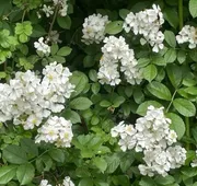 McIndoe Falls Inn hotel detail image 5
