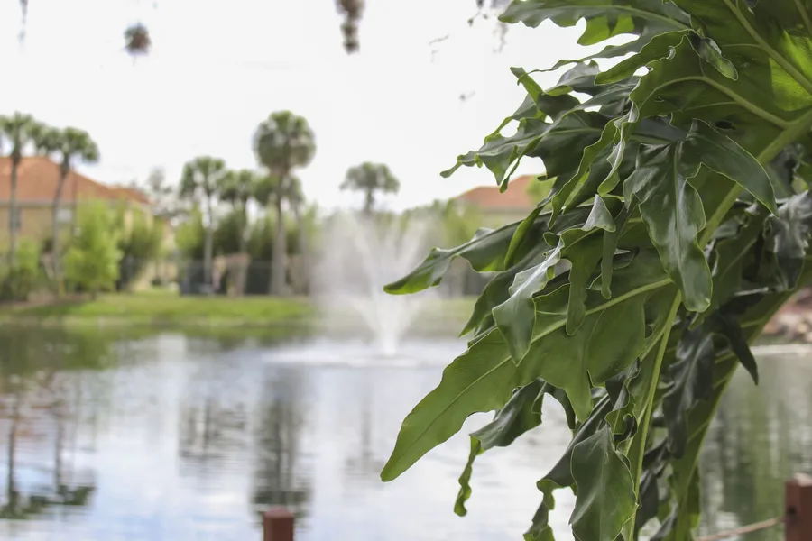 Hilton Vacation Club Polynesian Isles Kissimmee hotel detail image 6
