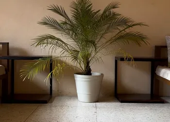 Mi Ranchito Casa de Huéspedes hotel thumbnail 8