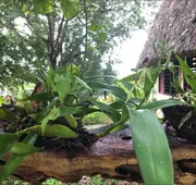 Cassia Hill Resort hotel detail image 3