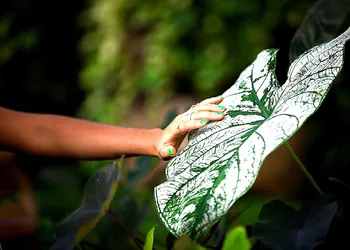Amari Sayulita Boutique Hotel hotel thumbnail 7