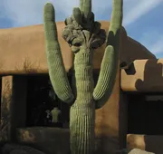 Bposhtels Scottsdale hotel detail image 4