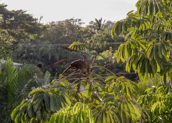 El Refugio de Sayulita - Solo Adultos hotel thumbnail 8
