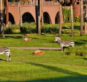 Disney's Animal Kingdom Villas - Jambo House hotel detail image 4