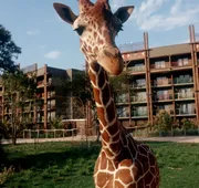 Disney's Animal Kingdom Villas - Jambo House hotel detail image 5