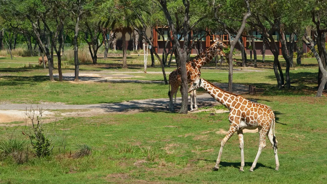 Disney's Animal Kingdom Villas - Jambo House hotel detail image 6