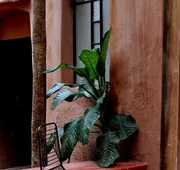 Casa Arrona Oaxaca hotel detail image 3