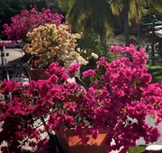 Villa Vassallo hotel detail image 7