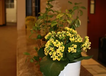 University of Alberta - Guest Accommodation hotel thumbnail 2