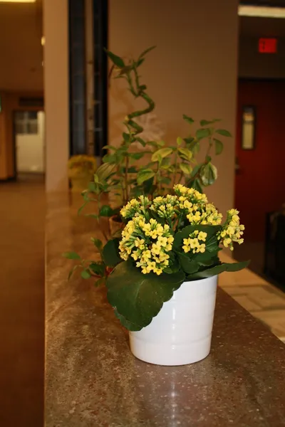 University of Alberta - Guest Accommodation hotel detail image 2