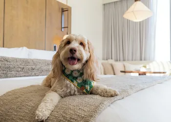 1 Hotel Seattle hotel thumbnail 7