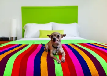 The Saguaro Palm Springs hotel thumbnail 8
