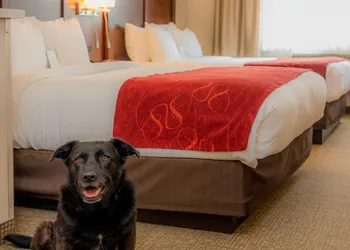 Comfort Suites Springfield-Eugene hotel thumbnail 7
