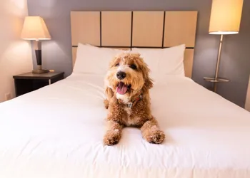 Sonesta Simply Suites Las Vegas Convention Center hotel thumbnail 3