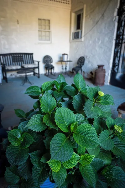 Gunn House Hotel hotel detail image 6