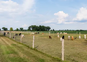 Sabamba Alpaca Ranch hotel thumbnail 8