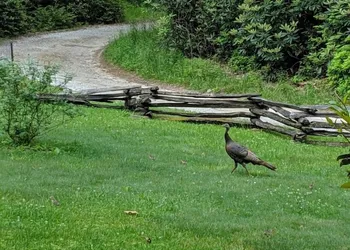 Buffalo Creek Bed & Breakfast hotel thumbnail 3
