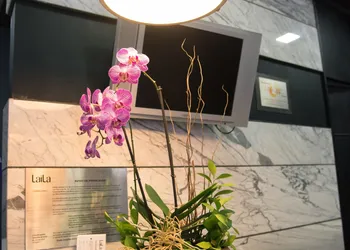 LaiLa Hotel CDMX hotel thumbnail 2