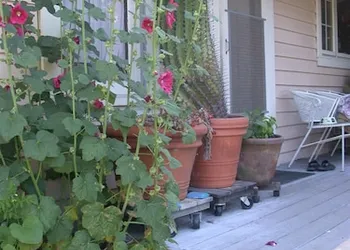 Hollyhock Country House hotel thumbnail 5