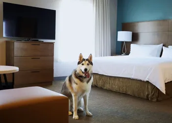Staybridge Suites Waterloo - St. Jacobs Area by IHG hotel thumbnail 6