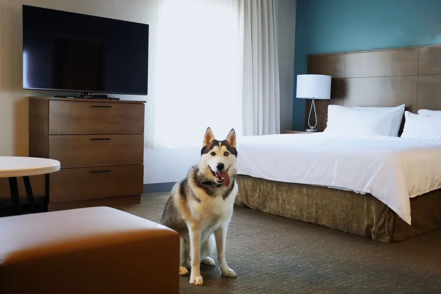 Staybridge Suites Waterloo - St. Jacobs Area by IHG hotel detail image 6
