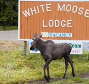 White Moose Lodge hotel detail image 5