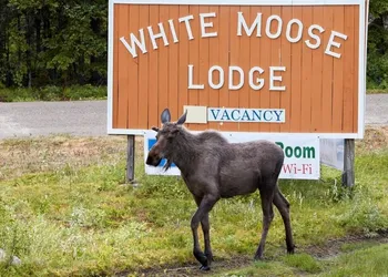 White Moose Lodge hotel thumbnail 5