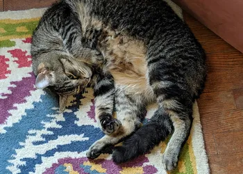 The One Cat B&B hotel thumbnail 2