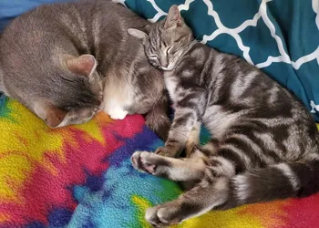 The One Cat B&B hotel thumbnail 3