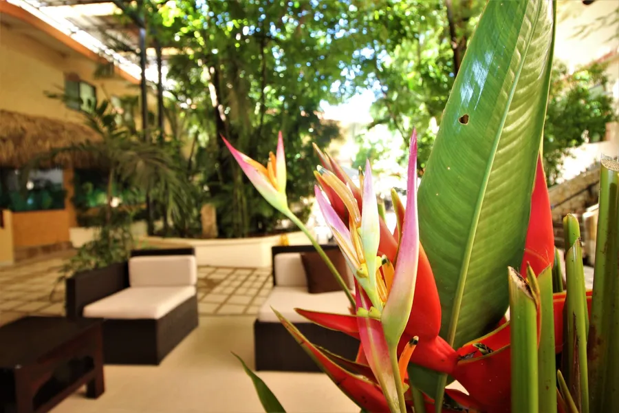 Maya Tulipanes Express hotel detail image 2