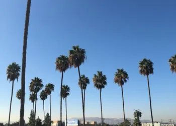 Palm Tree Inn hotel thumbnail 7