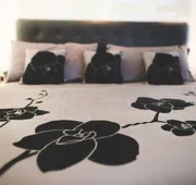 Travelodge by Wyndham Drummondville hotel detail image 5