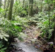 Serenity Rainforest Retreat hotel detail image 5