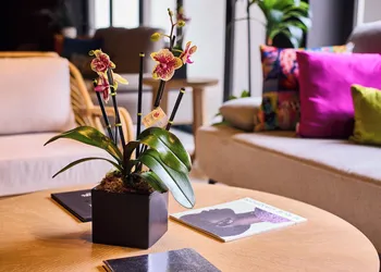 Ola Boutique Hotel hotel thumbnail 4